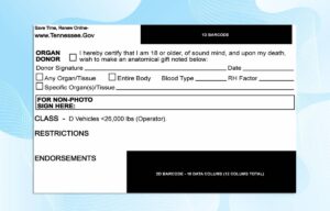 Editable Tennessee Drivers License Template